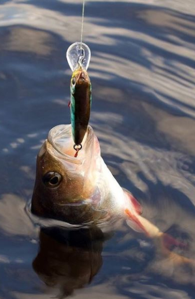 Toledo Bend Lake is one of the nation's top bass fishing destinations.