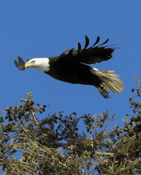 cbr louisiana bird watching cypress bend resort activities